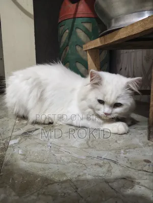6-12 Months Male Purebred Persian Cat