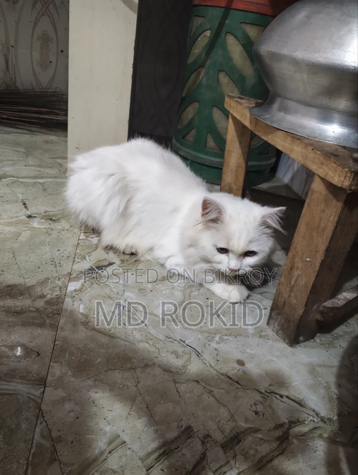 6-12 Months Male Purebred Persian Cat