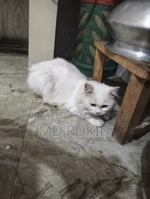 6-12 Months Male Purebred Persian Cat