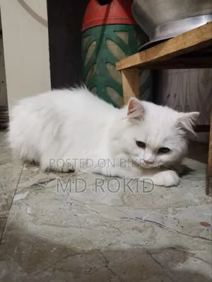 6-12 Months Male Purebred Persian Cat