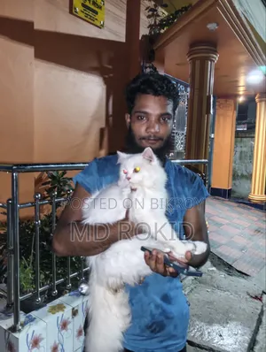 6-12 Months Male Purebred Persian Cat