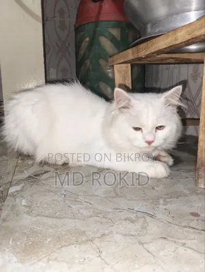 6-12 Months Male Purebred Persian Cat