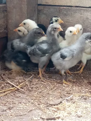 দেশি মুরগি বাচ্চা বিক্রি করা হবে