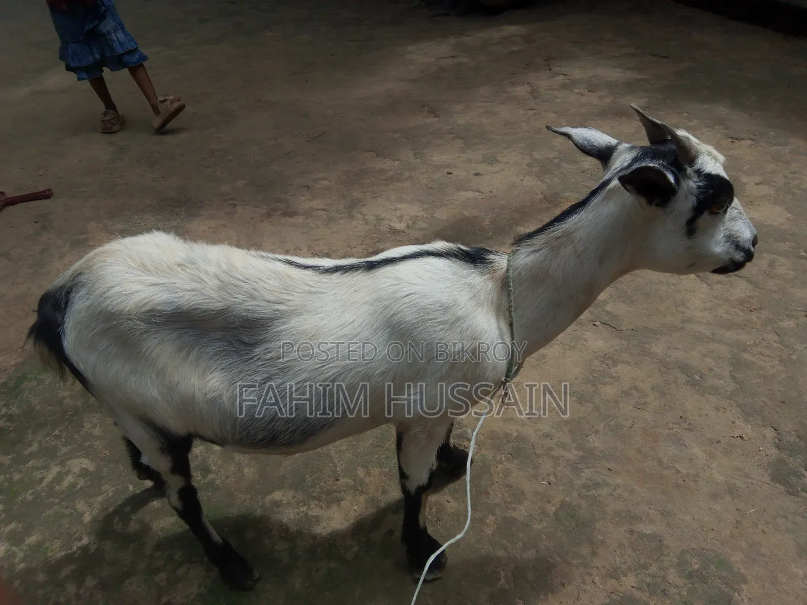 Goat for Sale