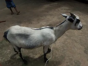 Goat for Sale