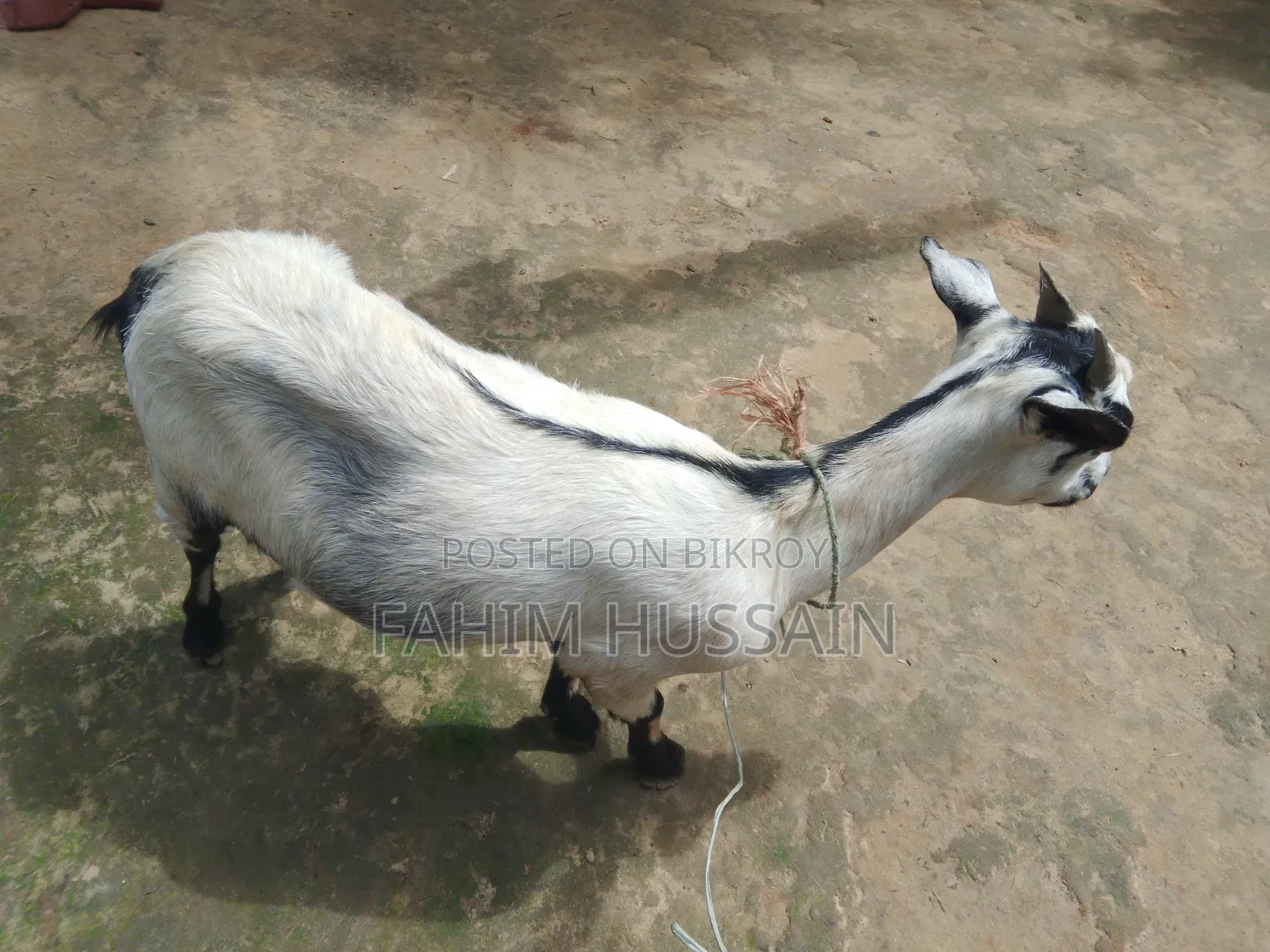 Goat for Sale