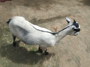 Goat for Sale