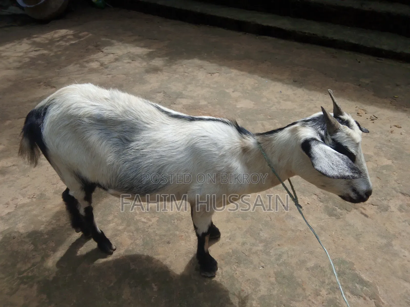 Goat for Sale