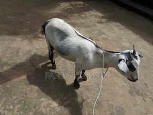 Goat for Sale
