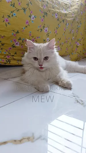 6-12 Months Male Purebred Persian