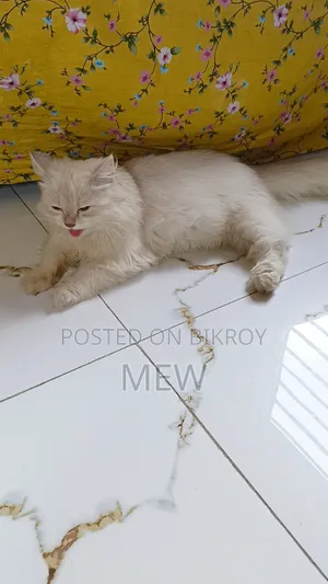 6-12 Months Male Purebred Persian