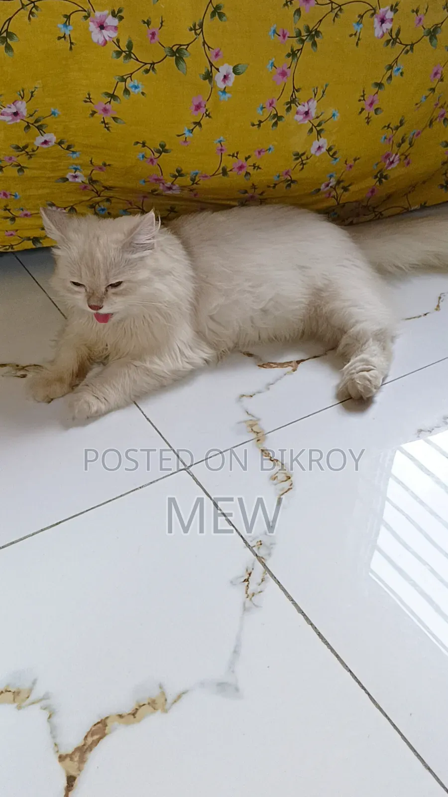 6-12 Months Male Purebred Persian