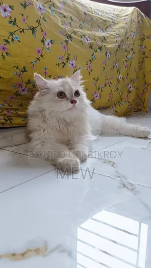 6-12 Months Male Purebred Persian