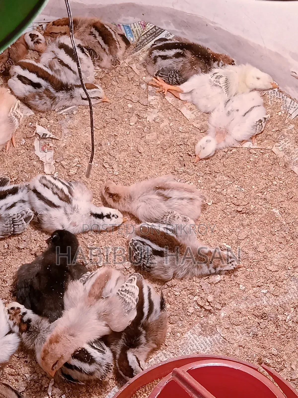 Desi Chicken Chicks (with Neck Feathers and Crest)