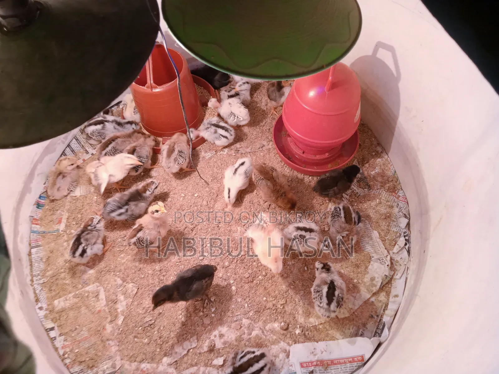 Desi Chicken Chicks (with Neck Feathers and Crest)