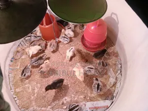 Desi Chicken Chicks (with Neck Feathers and Crest)