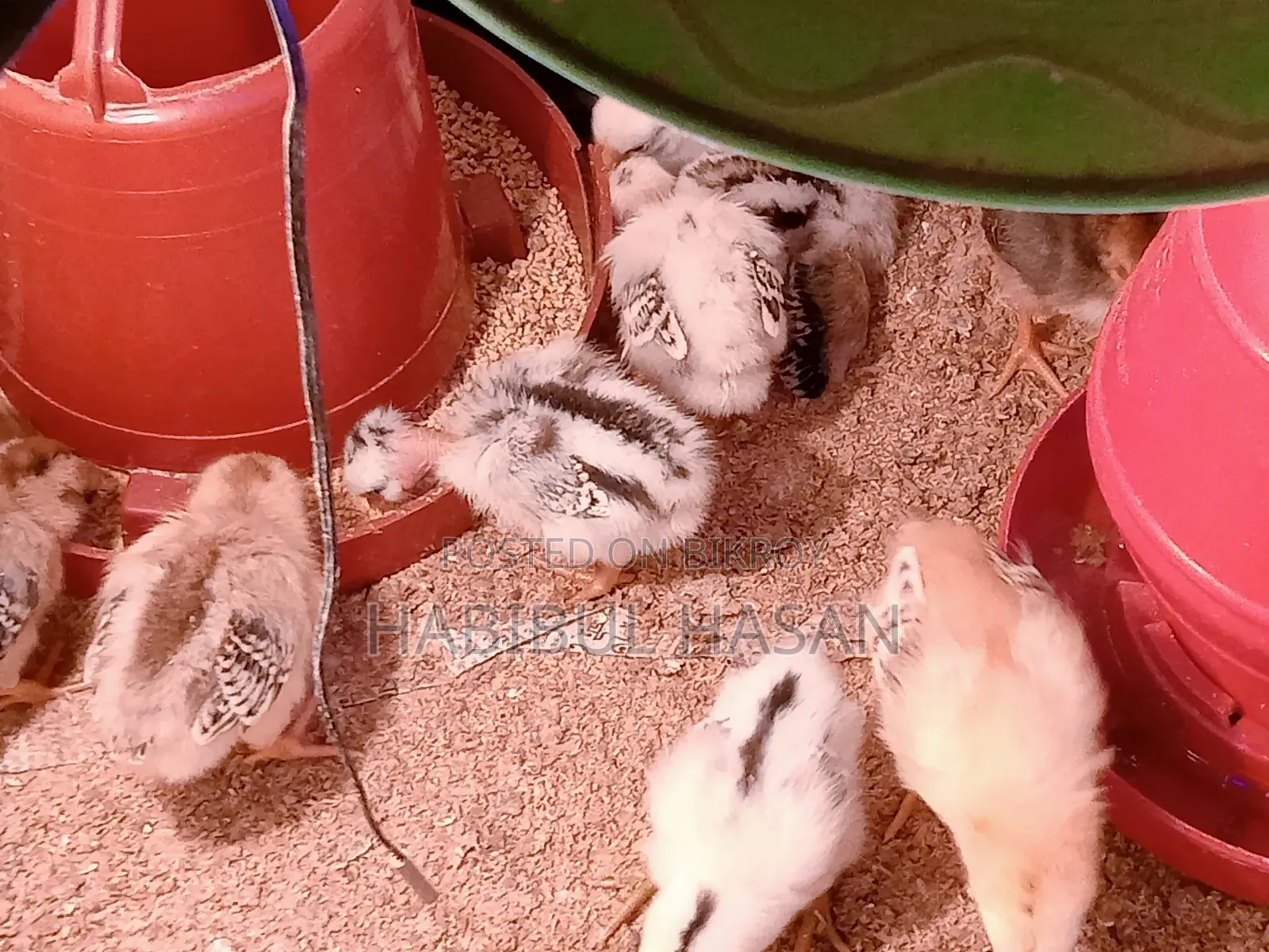 Desi Chicken Chicks (with Neck Feathers and Crest)