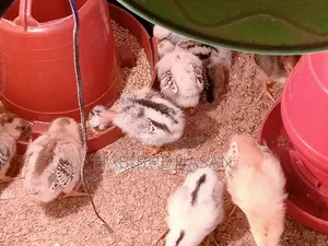 Desi Chicken Chicks (with Neck Feathers and Crest)