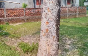 Boteshwor Thakur Mati 8 Decimal Land