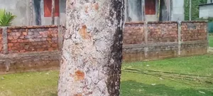 Boteshwor Thakur Mati 8 Decimal Land