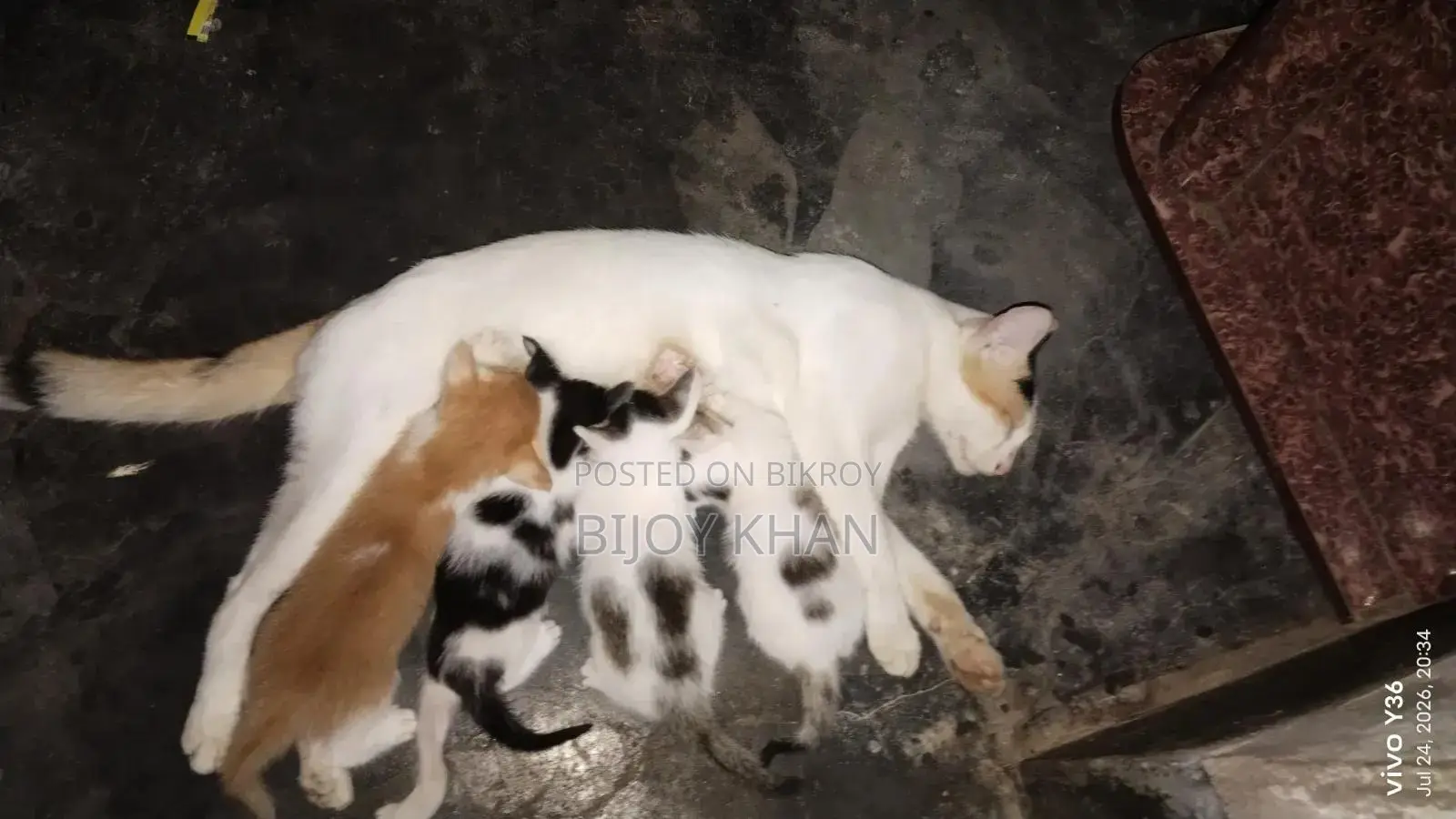 0-1 Month Female Mixed Breed Manx