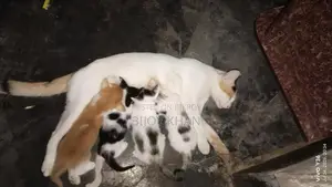 0-1 Month Female Mixed Breed Manx