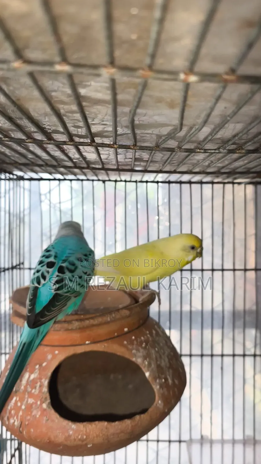 A pair of running Budgerigar for sale
