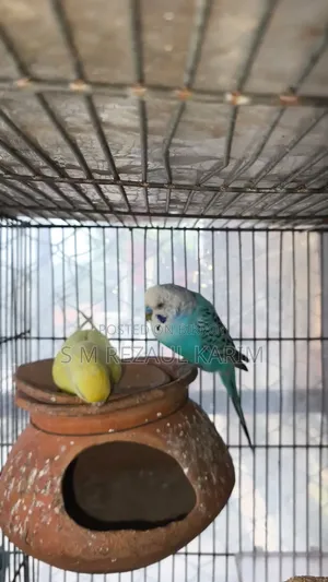 A pair of running Budgerigar for sale