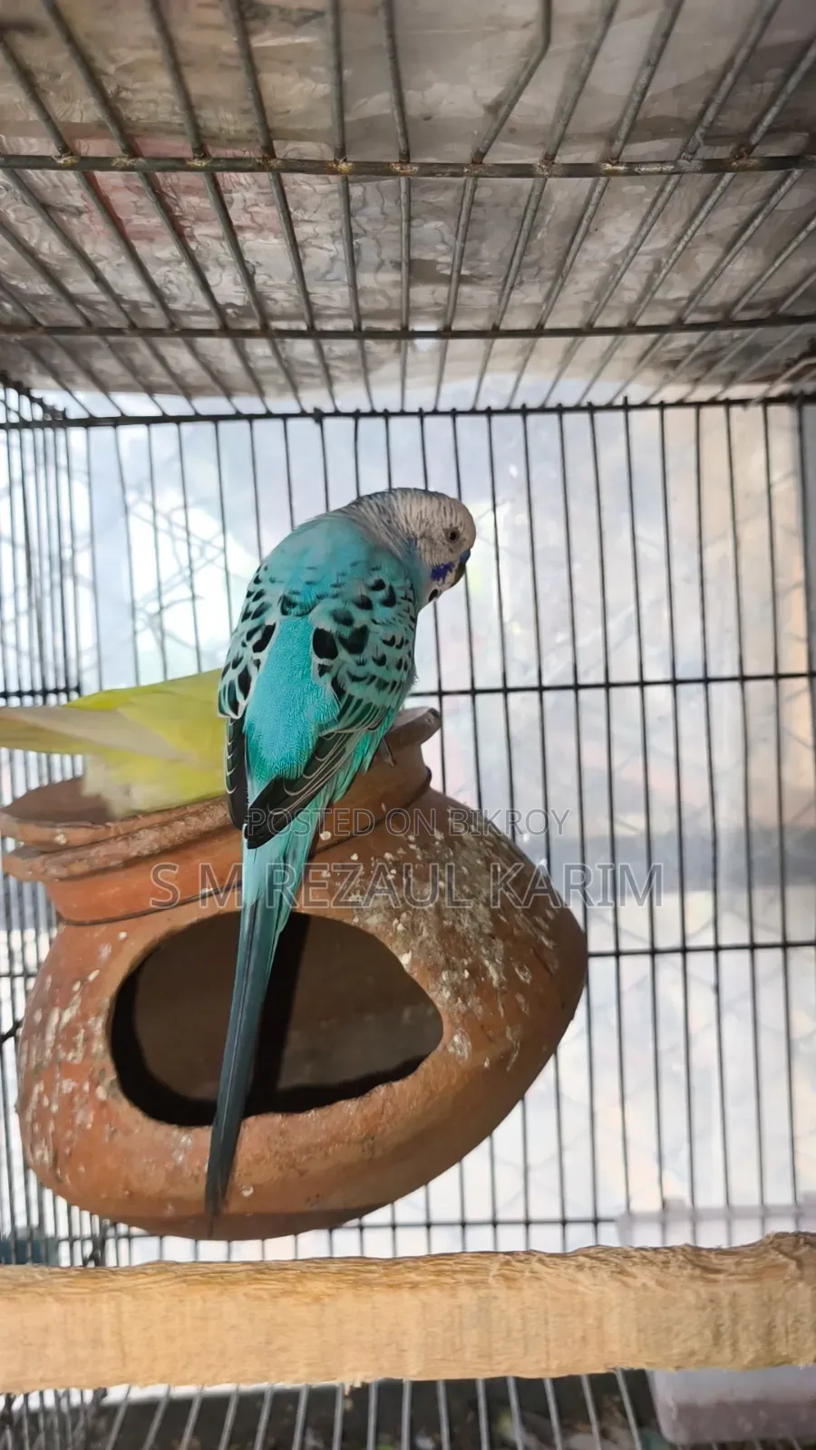 A pair of running Budgerigar for sale