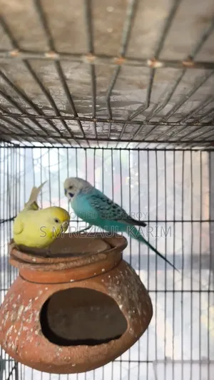 A pair of running Budgerigar for sale