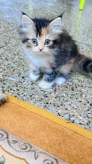1-3 Months Male Purebred Persian