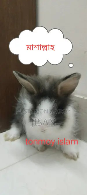 Angora Rabbit