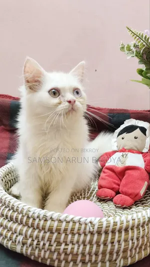 1-3 months Male Purebred Persian