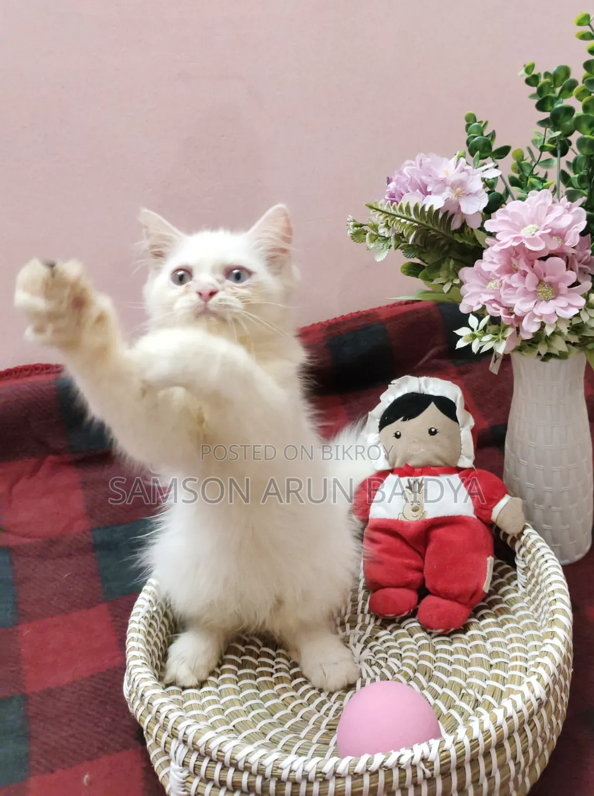 1-3 months Male Purebred Persian
