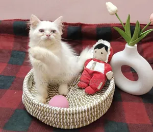 1-3 months Male Purebred Persian