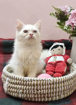 1-3 months Male Purebred Persian