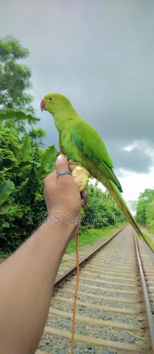 রিংনেক টিয়া টেম করা