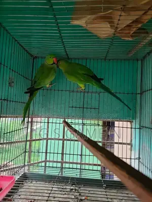 ইন্ডিয়ান রিংনেক