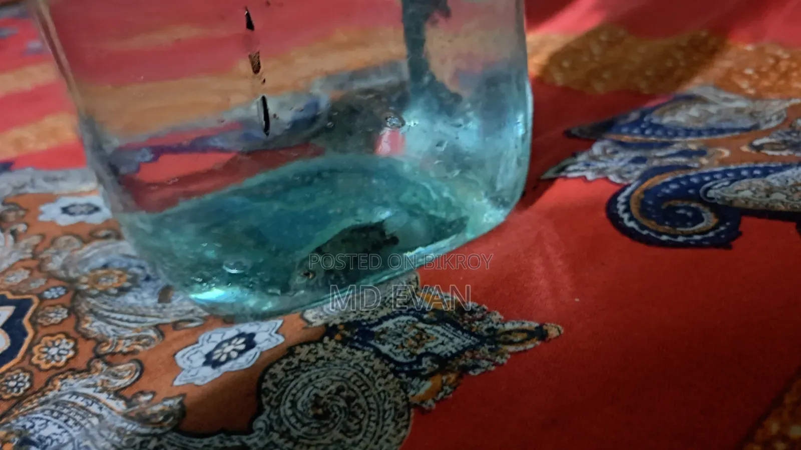 ডিমসহ পোলার টিয়া পাখি বিক্রি হবে মাদি