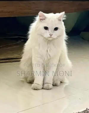 ১+ বছরের পুরুষ মিশ্র জাতের পার্সিয়ান