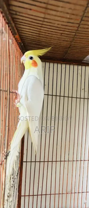 মেইল ককটেল