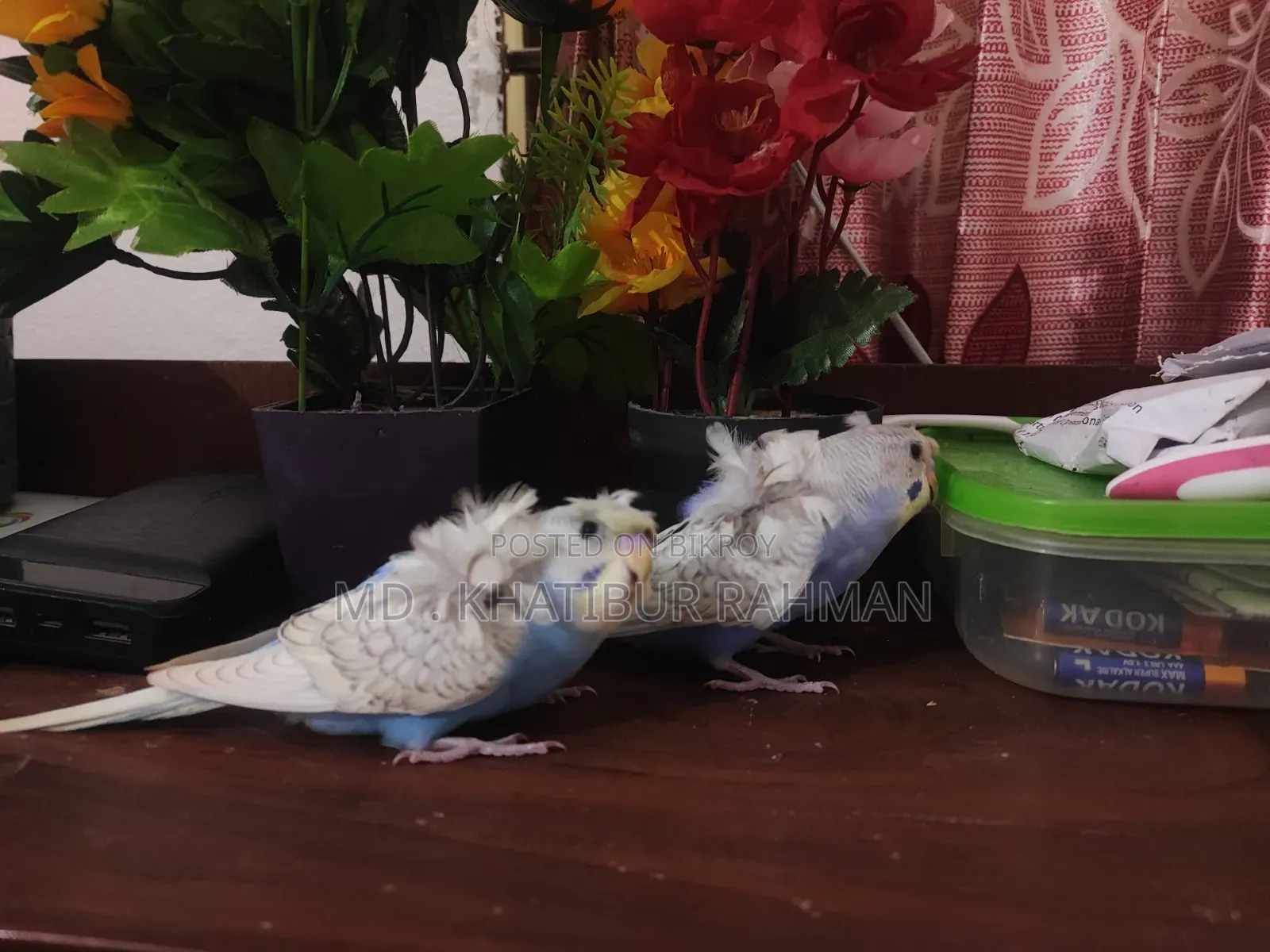 JP Spangle SF Budgerigar