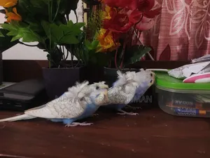 JP Spangle SF Budgerigar