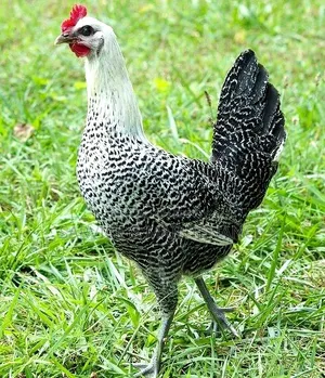 Egyptian Fayoumi Chicks