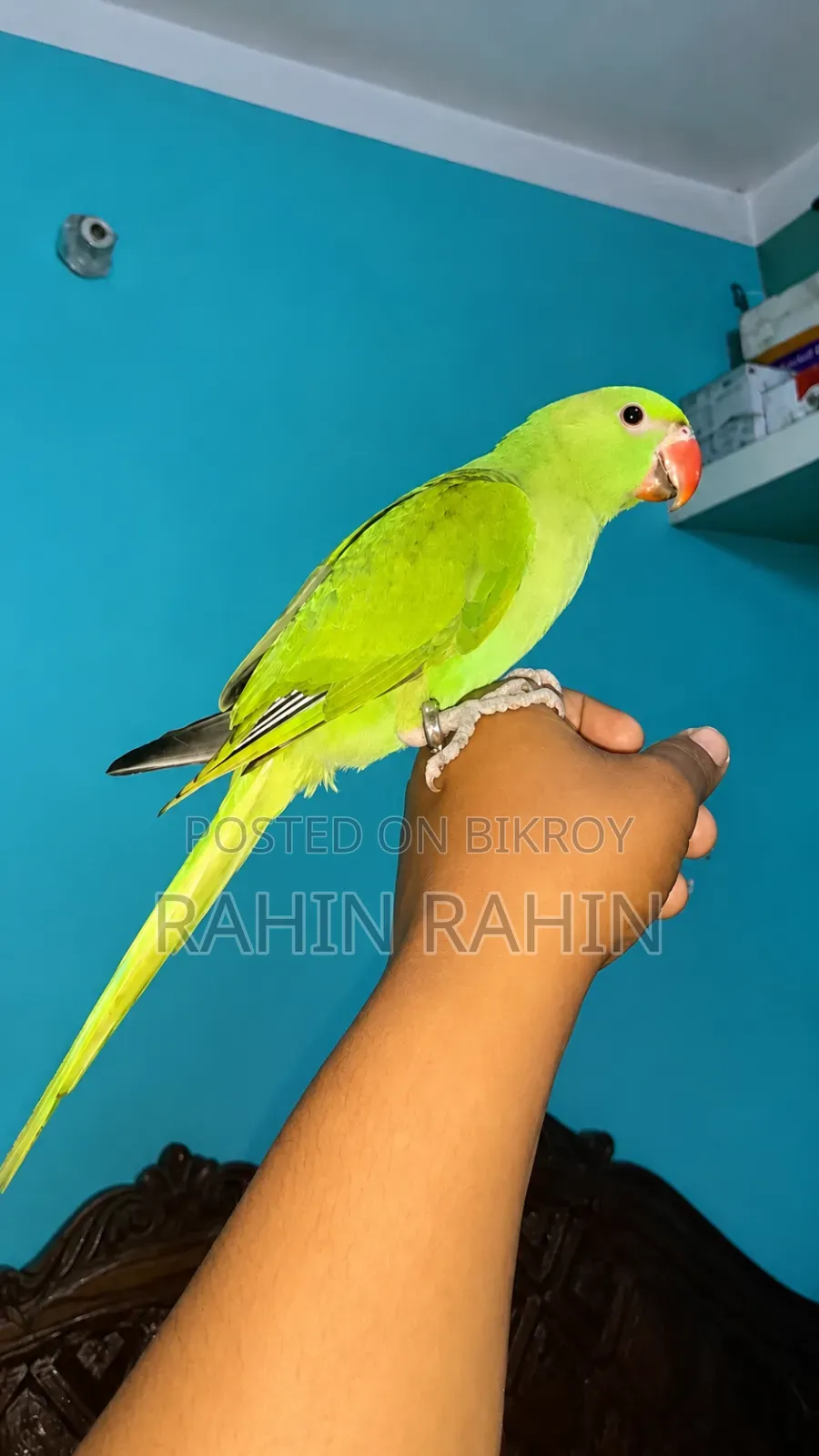Baby Parrot