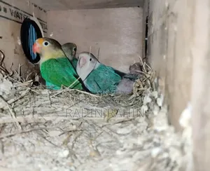 Master Pair Love Bird