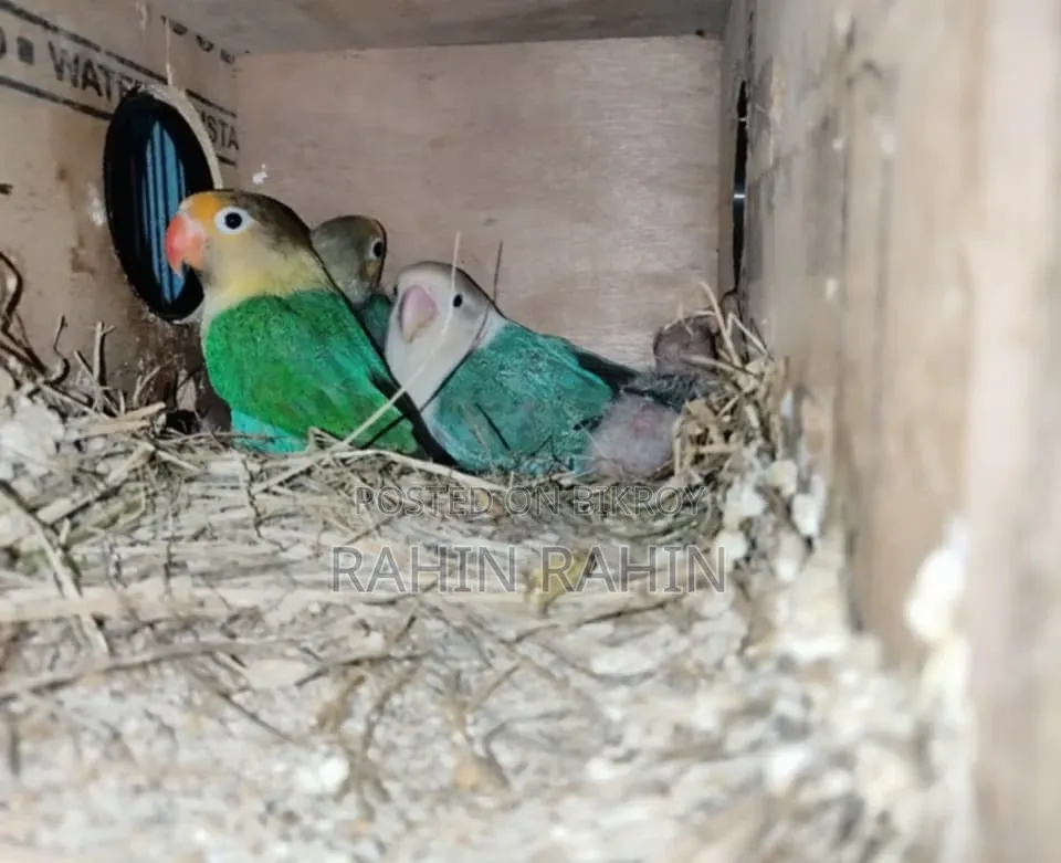 Master Pair Love Bird