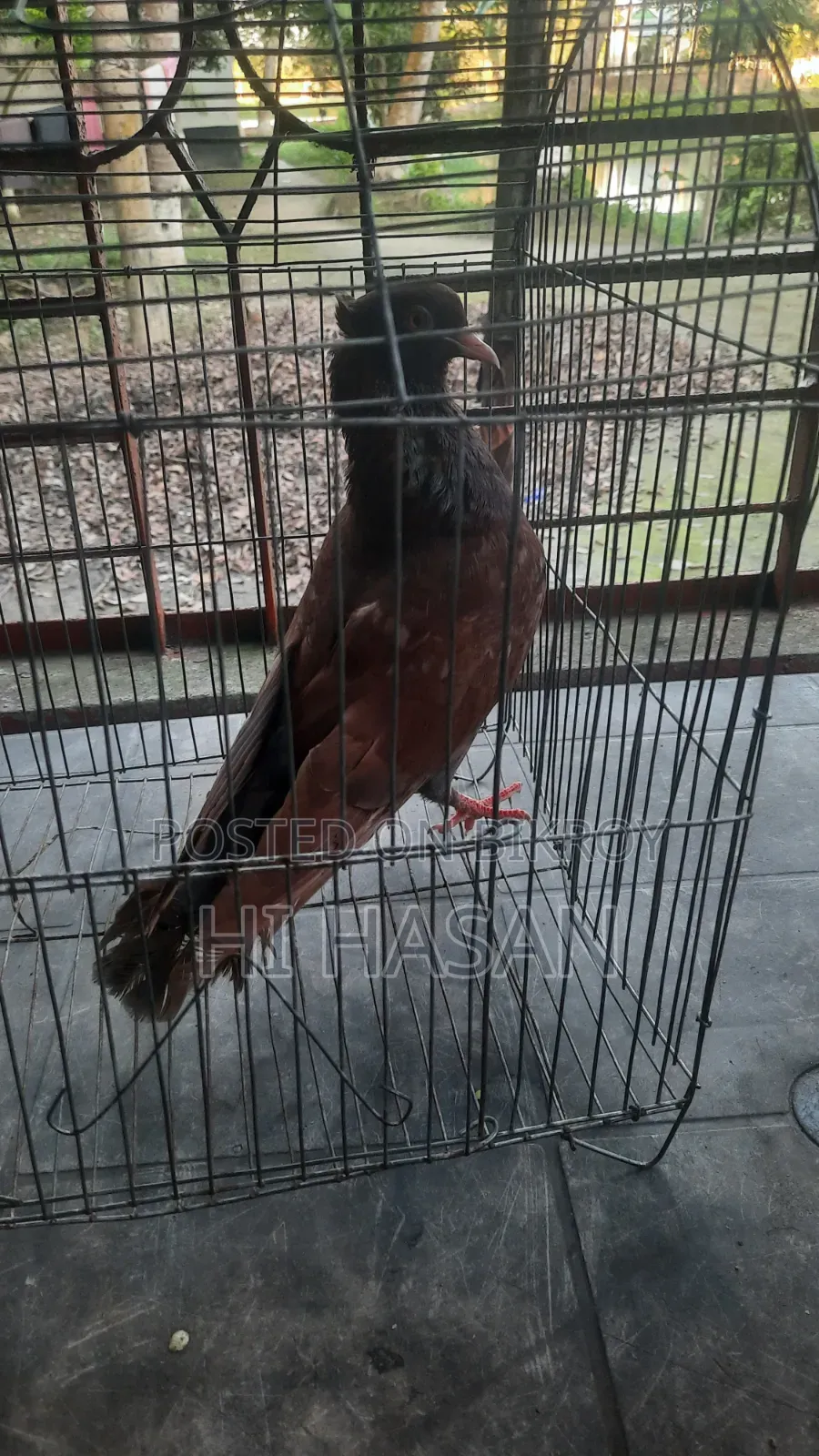 দেশি কবুতর