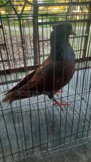 দেশি কবুতর