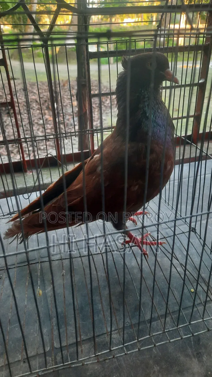 দেশি কবুতর